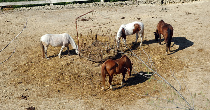 Hotel Fattoria Cerreto Campo di calcio e calcetto Golf Piscina Teramo